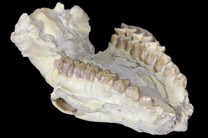 Oreodont (Merycoidodon) Partial Skull - Wyoming #123197